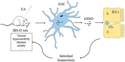 Maintenance of Intestinal Homeostasis in Diarrhea-Predominant Irritable Bowel Syndrome by Electroacupuncture Through Submucosal Enteric Glial Cell-Derived S-Nitrosoglutathione